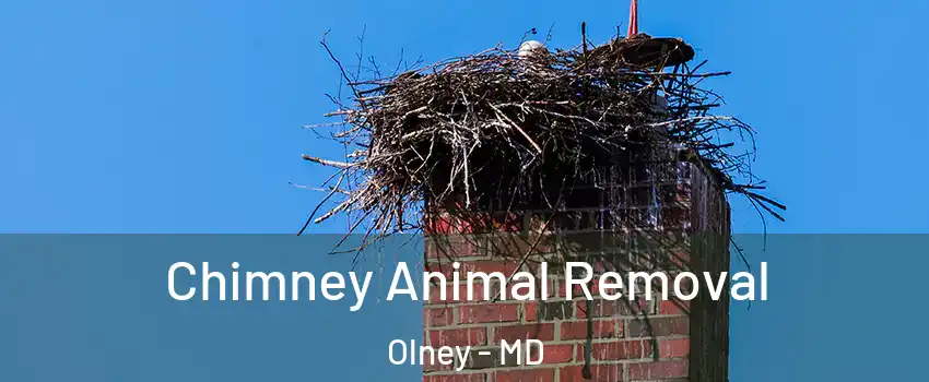  Chimney Animal Removal Olney - MD