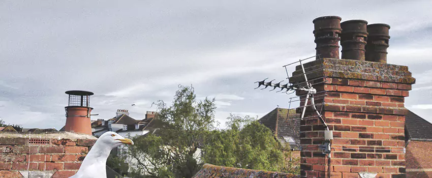 Chimney Cleaning And Restoration in Olney, Maryland